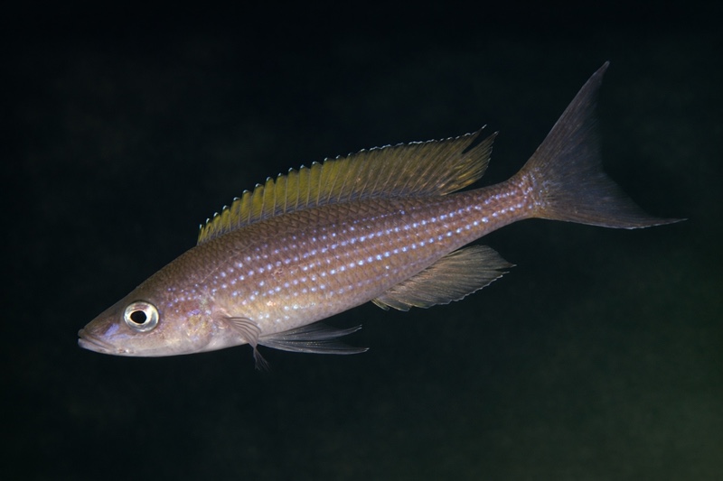 Paracyprichromis brieni 'Kafungi'